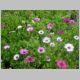 Osteospermum 'Passion Mix'